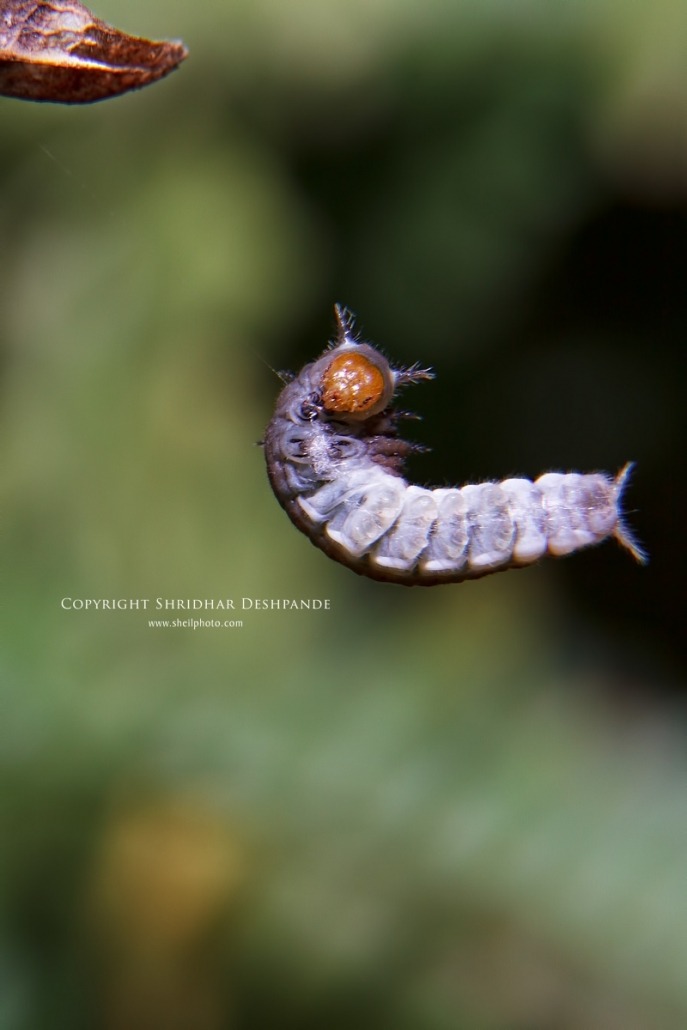Caterpillar mid-air dance